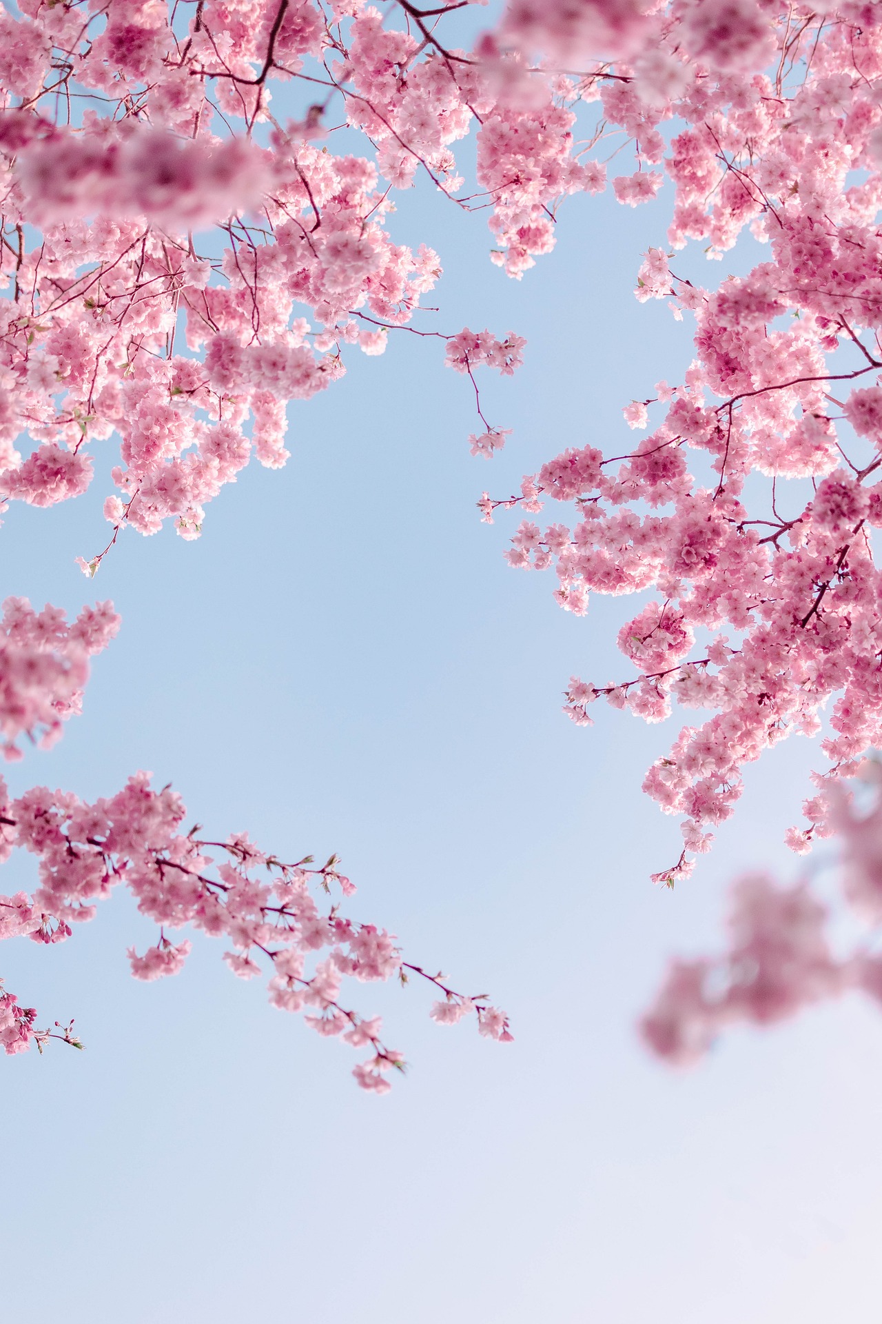 cerisier japonais, sakura